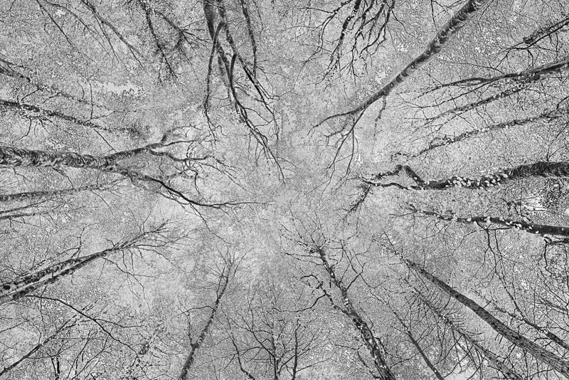 Looking at the Sky at Dereen Woods, County Roscommon, Ireland. - Pictures out of this world