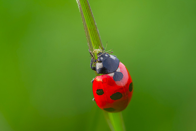 In the world of Ladybirds - Awarded Pictures 2020