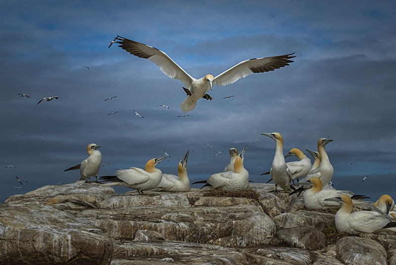 Gannets at Saltee Island, County Wexford, Ireland. - Awarded & Published Pictures 2022