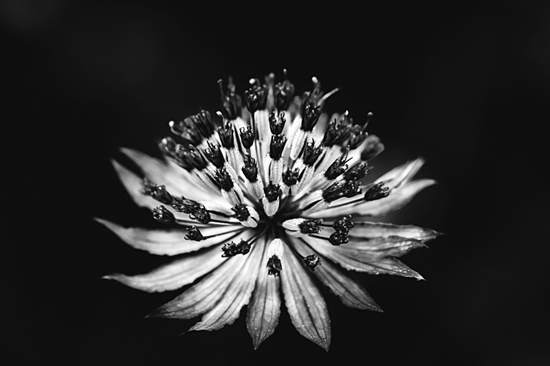 DSCF5834 - Black and White