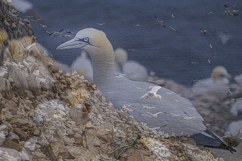 In the world of Gannets - Best Pictures 2020