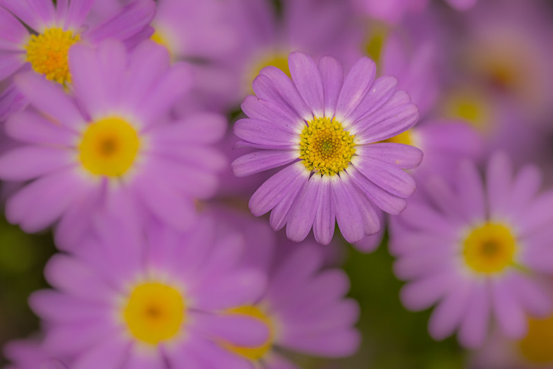 Flowers - Flowers