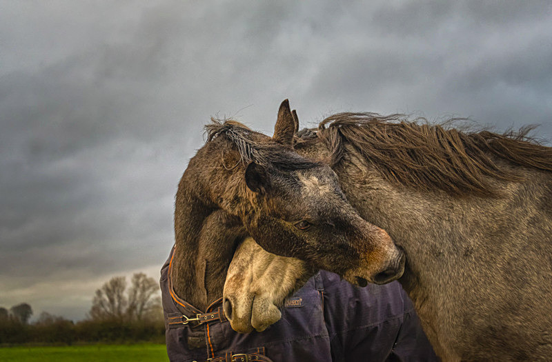 Into the World of Horses - Into the world of Horses