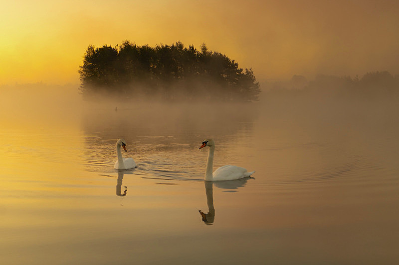 Early Foggy Morning at Lake Boora, County Offaly, Ireland. - Awarded & Published Pictures 2021