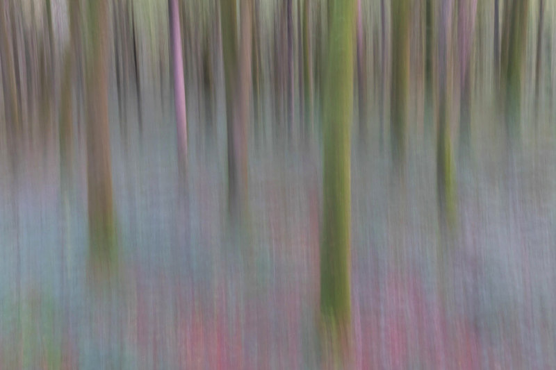 Into the Forest - Into the Forest