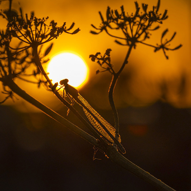 In the world of Damselflies - Best Pictures 2020