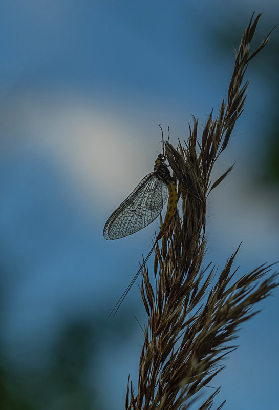 In the world of Mayflies - Best Pictures 2020