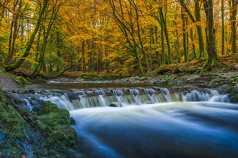 Tollymore Forest Park, Northern Ireland. - Awarded Pictures 2020