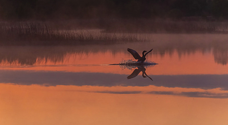 Geese landing at Lake Boora, County Offaly, Ireland. - Awarded & Published Pictures 2021