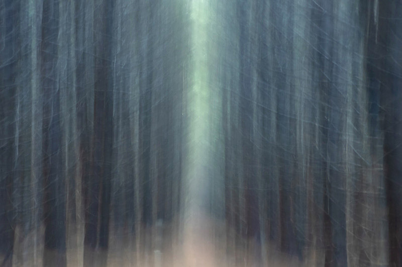 Into the Forest - Into the Forest