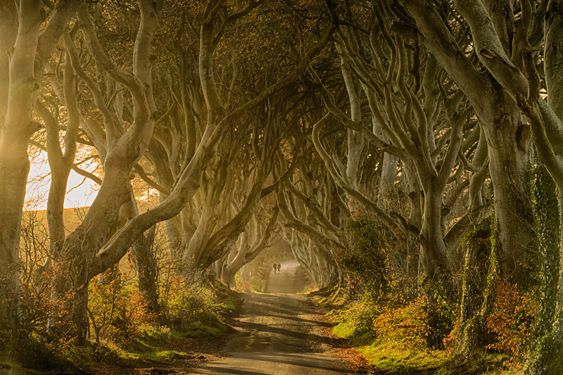 Dark Hedges, Northern Ireland. - Pictures out of this world