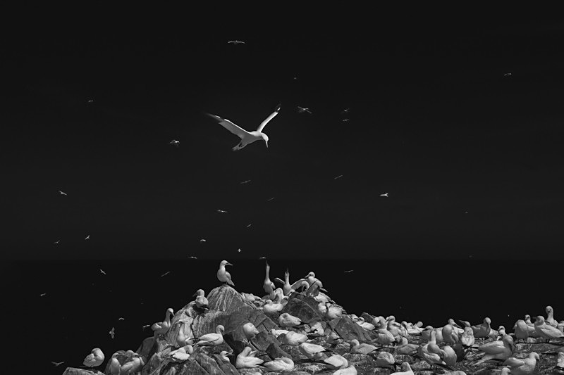 Into the world of Gannets, Saltee Island, County Wexford, Ireland. - Awarded & Published Pictures 2021