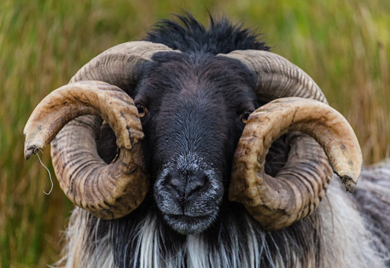 Male Sheep - Co Sligo