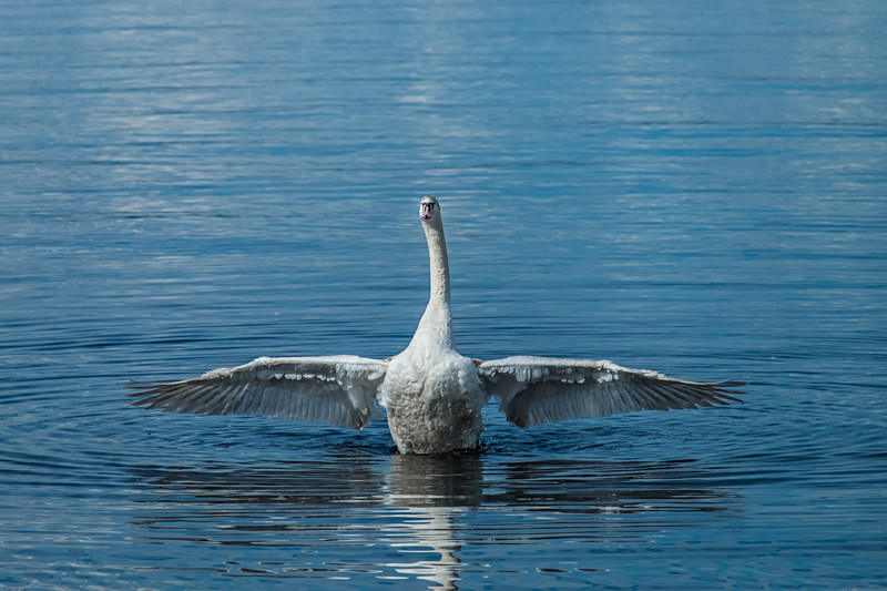 Swan at Lough Derg in County Clare - Wildlife