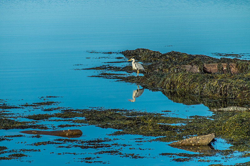 Heron at Bantry Bay in County Cork - Wildlife