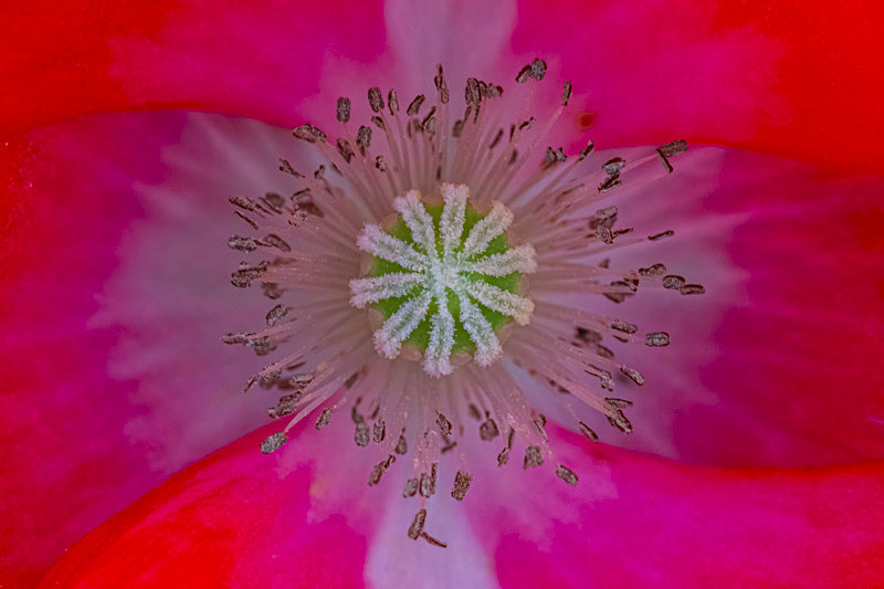 Into the world of Flowers, Ireland. - Awarded & Published Pictures 2021