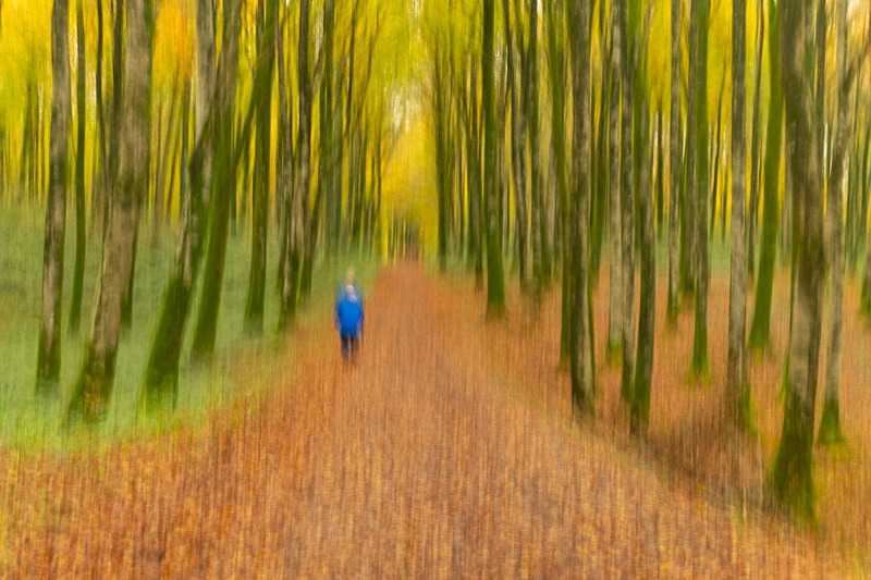 Lost into the Forest, Ireland. - Awarded & Published Pictures 2021