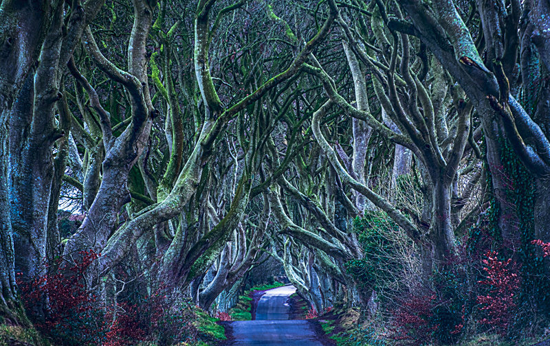 Dark Hedges, Northern Ireland. - Awarded Pictures 2020