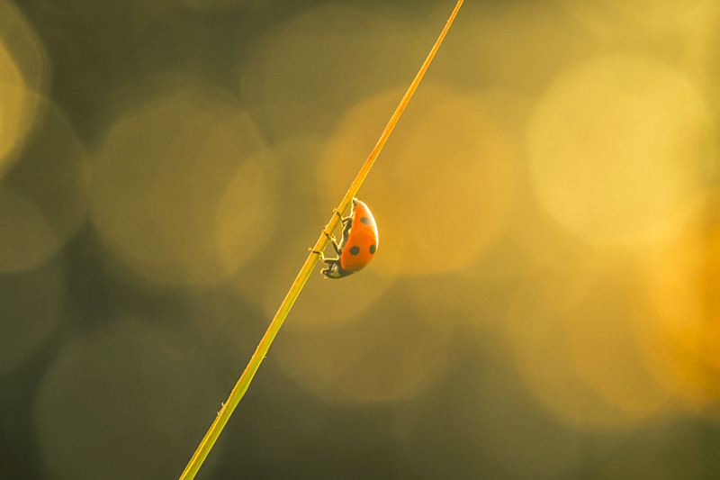 Ladybird at sunset at Lough Ree at Hodson Bay - Pictures out of this world