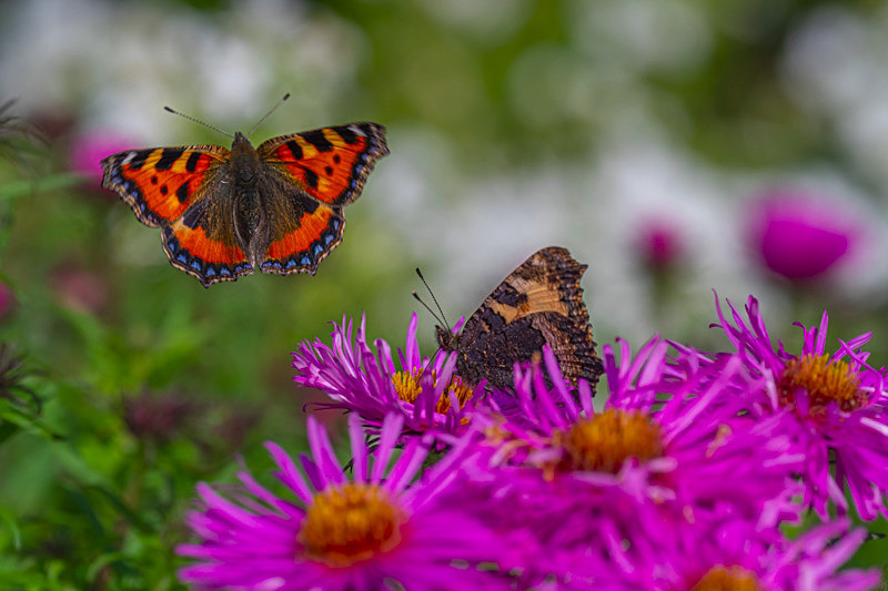 In the world of Butterflies - Best Pictures 2020