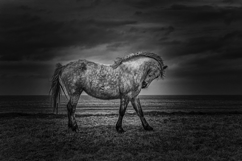 The Horse, Ireland. - Black and White