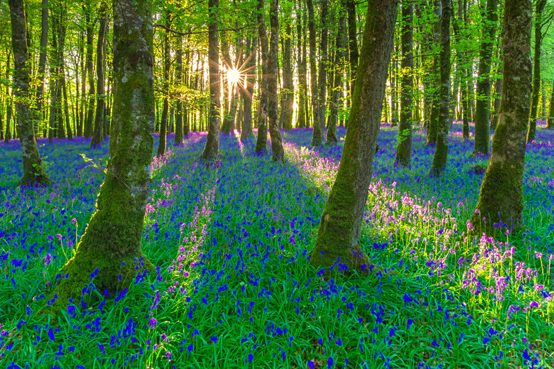 Bluebells at Dereen Woods, County Roscommon, Ireland. - Pictures out of this world