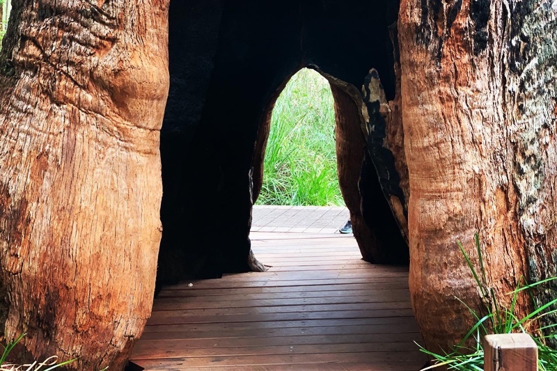 Valley of the Giants Tree top walk WA Across Australia Outback Tours aaotours travel big trees
