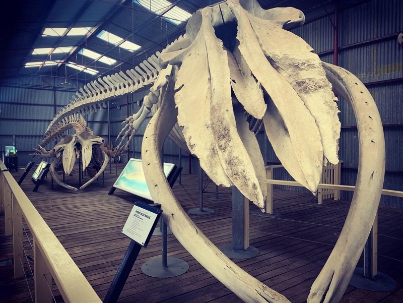 Whale whaling skeleton museum Albany WA aaotour Across Australia Outback Tours Travel