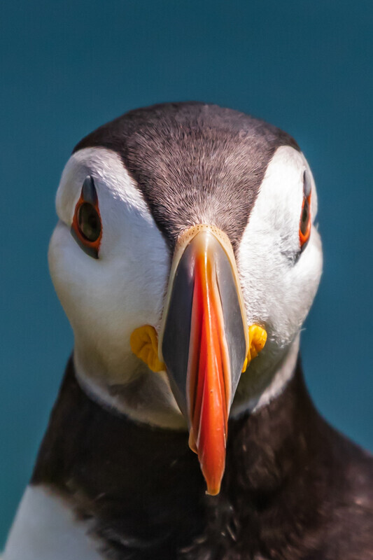 Puffin Portrait, Great Saltee Island, Co Wexford by Irish Outdoor Photographer Adrian Hendroff - Landscape and Outdoor Photography in Ireland