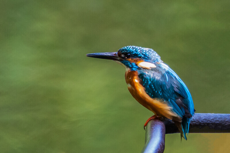 Kingfisher On The Dodder, Dublin by Irish Outdoor Photographer Adrian Hendroff - Landscape Photography in Ireland