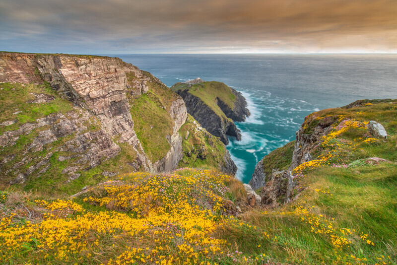 Flowering Broom and Sea-pinks along Mizen Head Cliffs, Co Cork by Irish Outdoor Photographer Adrian Hendroff - Landscape and Outdoor Photography in Ir