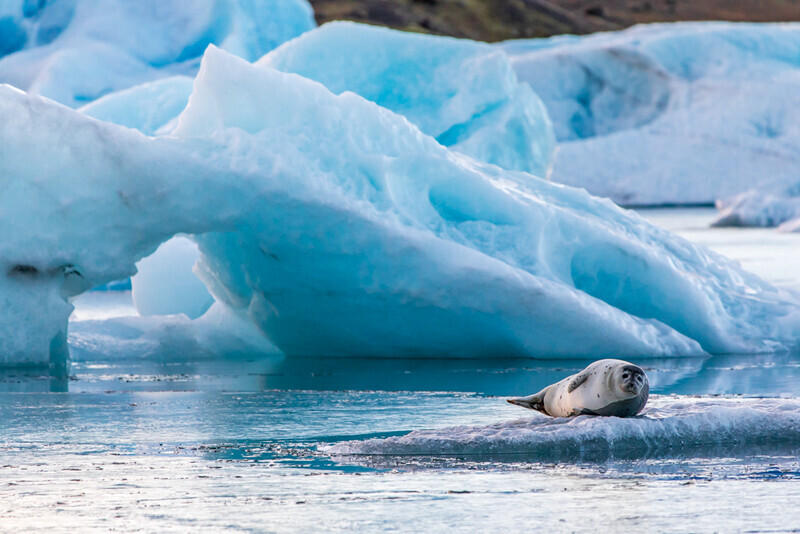 Seal On The Ice, Jokulsarlon, Iceland by Irish Photographer Adrian Hendroff - Outdoor Photography