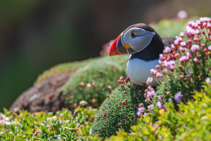 Puffin Relaxing By Sea Pinks, Great Saltee Island, Co Wexford by Irish Outdoor Photographer Adrian Hendroff - Landscape and Outdoor Photography in Ire
