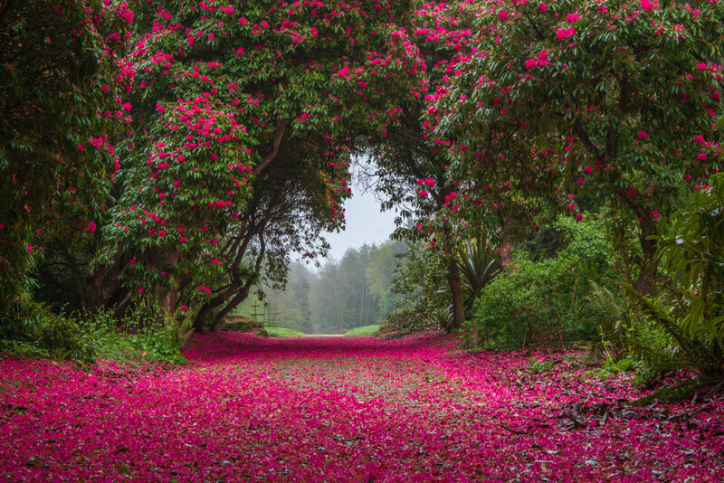 Rhododendron Bloom, Kilmacurragh, Wicklow by Irish Photographer Adrian Hendroff - Outdoor Photography