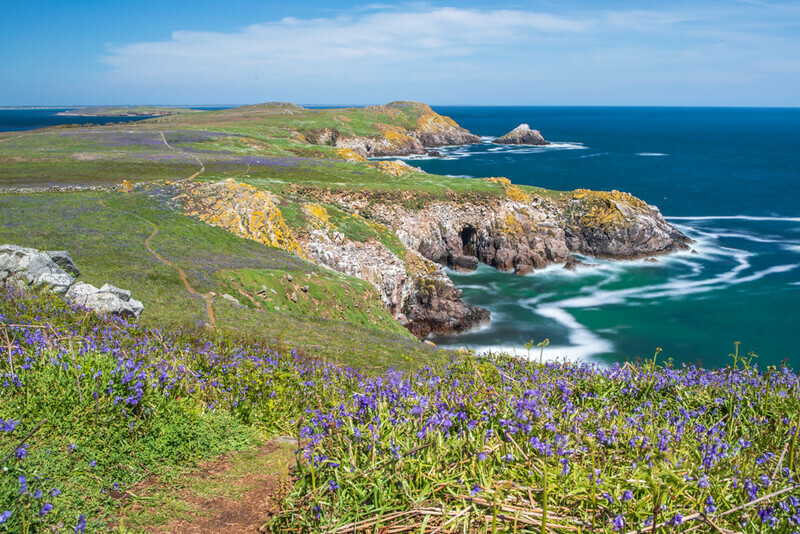 Bluebells Swaying in the Wind on Great Saltee Island, Wexford by Irish Outdoor Photographer Adrian Hendroff - Landscape and Outdoor Photography