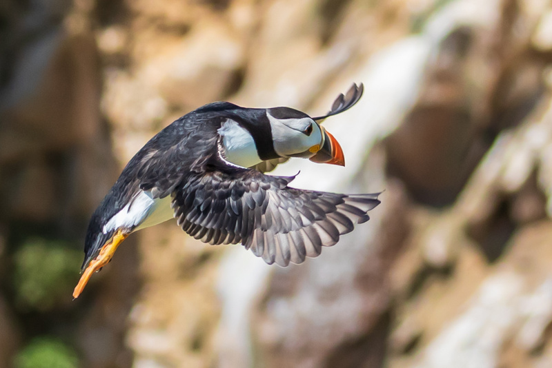 Puffin in flight, Great Saltee Island, Co Wexford by Irish Outdoor Photographer Adrian Hendroff - Landscape and Outdoor Photography in Ireland