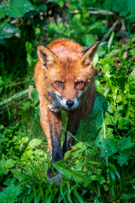 Dodder Fox, Dublin by Irish Outdoor Photographer Adrian Hendroff - Landscape Photography in Ireland