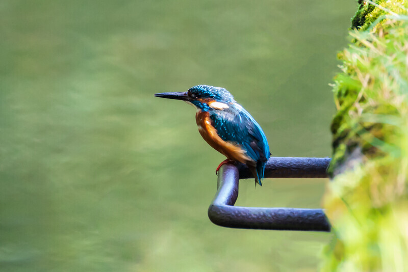 Kingfisher On The Dodder, Dublin by Irish Outdoor Photographer Adrian Hendroff - Landscape Photography in Ireland