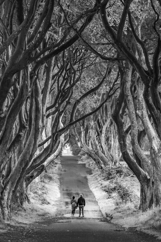 The Dark Hedges - Monochrome, Northern Ireland by Irish Outdoor Photographer Adrian Hendroff - Landscape Photography in Ireland