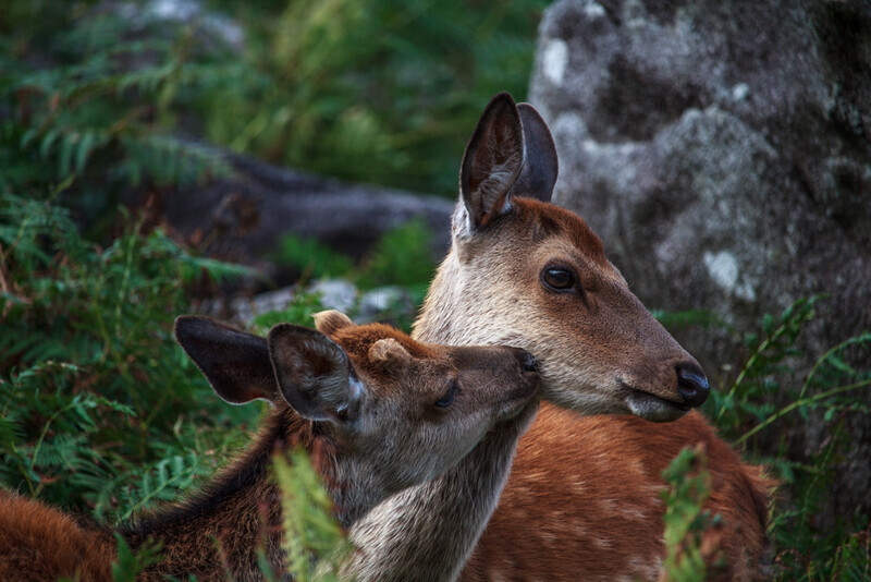 Sika Deer, Glendalough, Co Wicklow by Irish Outdoor Photographer Adrian Hendroff - Landscape and Outdoor Photography in Ireland