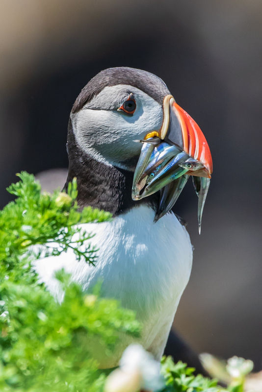 Puffin with Sandeels, Great Saltee Island, Co Wexford by Irish Outdoor Photographer Adrian Hendroff - Landscape and Outdoor Photography in Ireland
