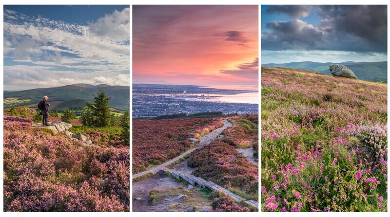 Heather Photography Workshops - Dublin and Wicklow - Ireland Outdoor Photography Workshops and Tours by Adrian Hendroff