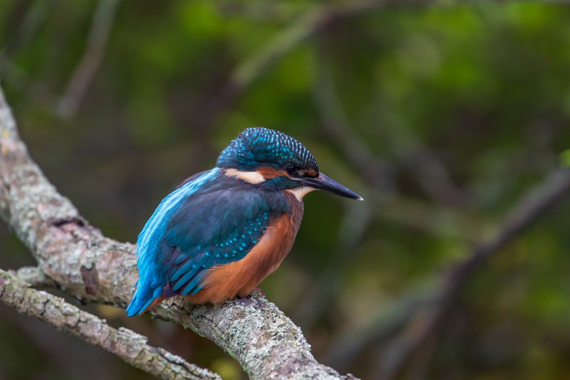 Dodder Kingfisher, Dublin by Irish Outdoor Photographer Adrian Hendroff - Landscape and Outdoor Photography in Ireland