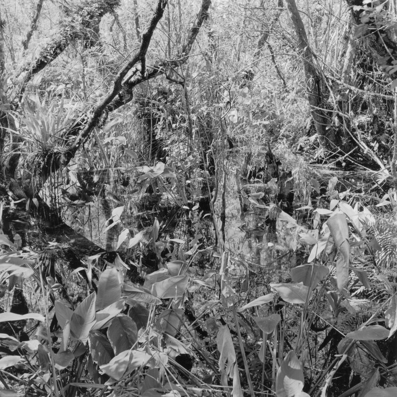C sharp major Fugue, Corkscrew Swamp, Florida 2010 - Preludes and Fugues, 2013