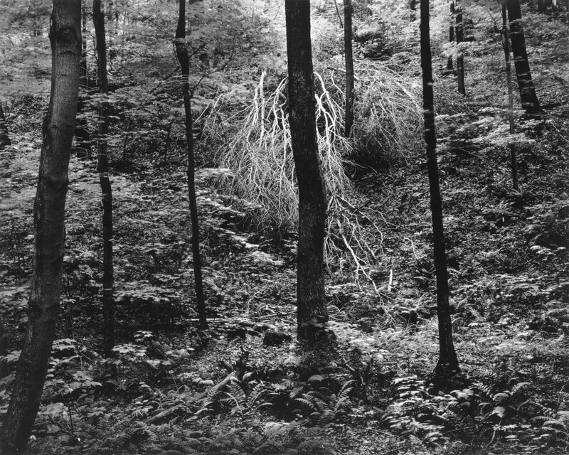 Fallen Tree, Linn Run State Park, Pennsylvania 1984 - Landscapes, 1975-1986