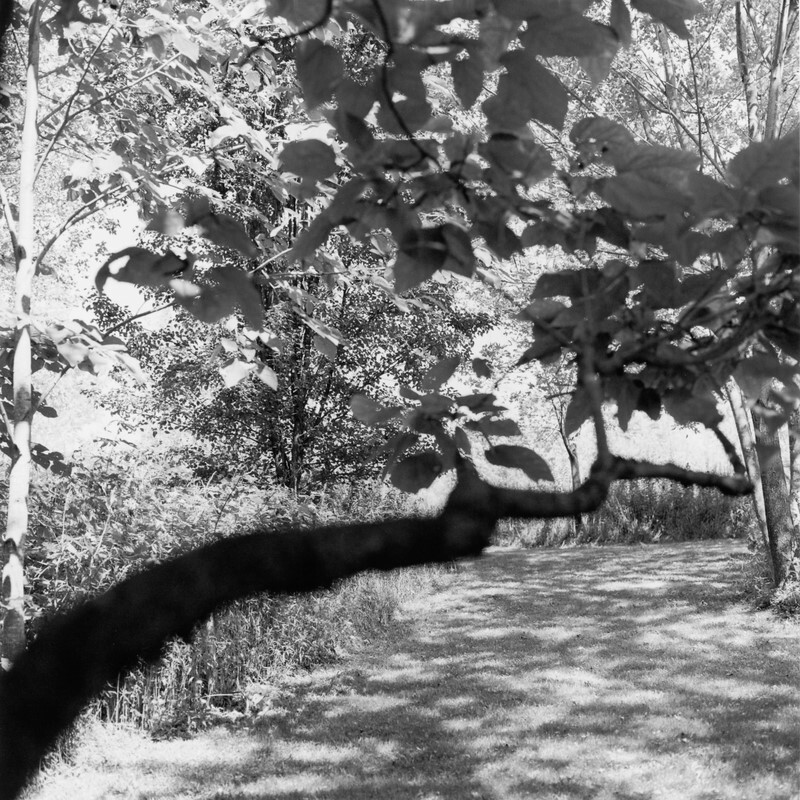 Canopy, Pleasant Unity, Pennsylvania, 2019 - New Work, 2016-2024