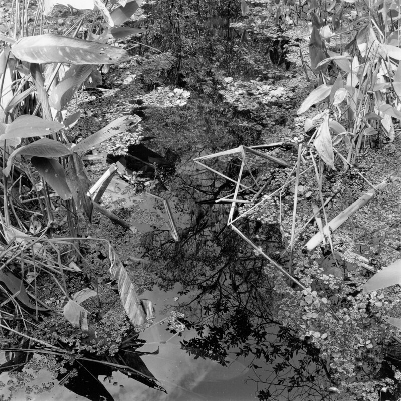 Corkscrew Swamp Sanctuary 2006 - Corkscrew, 2013