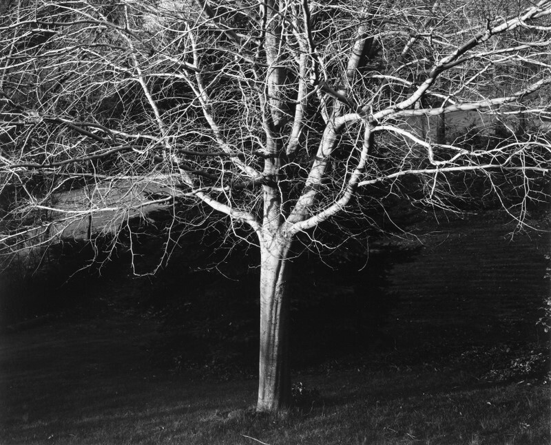 American Beech , Greensburg, Pennsylvania 1981 - Landscapes, 1975-1986