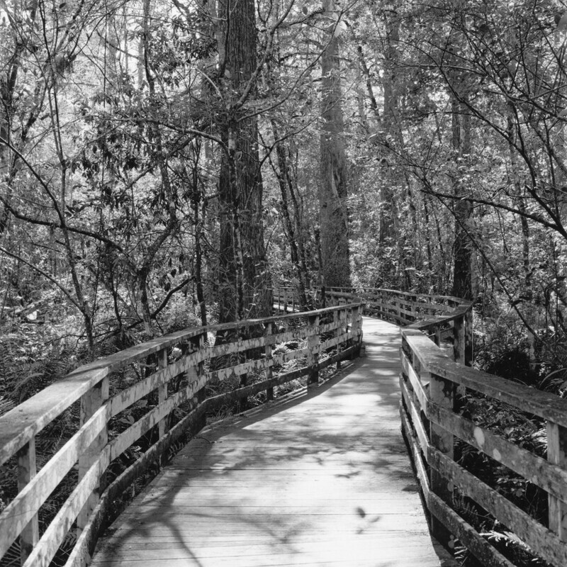 Corkscrew Swamp Sanctuary 2012 - Corkscrew, 2013