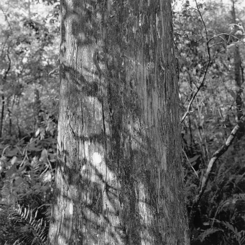 Corkscrew Swamp Sanctuary 2012 - Corkscrew, 2013